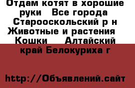 Отдам котят в хорошие руки - Все города, Старооскольский р-н Животные и растения » Кошки   . Алтайский край,Белокуриха г.